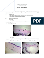 Ex17 Sense Organs Histology Lab