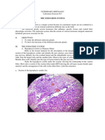 Ex15 Endocrine Sys Histology Lab