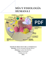 Semana Ii - Ejercicio - Anatomía y Fisiología Humana I