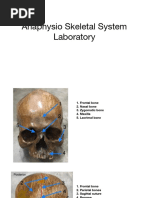 Anaphysio Skeletal System With Label Laboratory