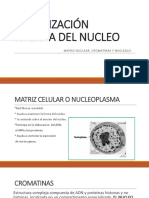 Organización Interna Del Nucleo