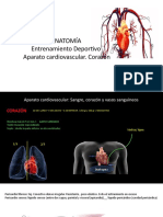 Anatomía cardiovascular: Corazón, sangre y vasos sanguíneos