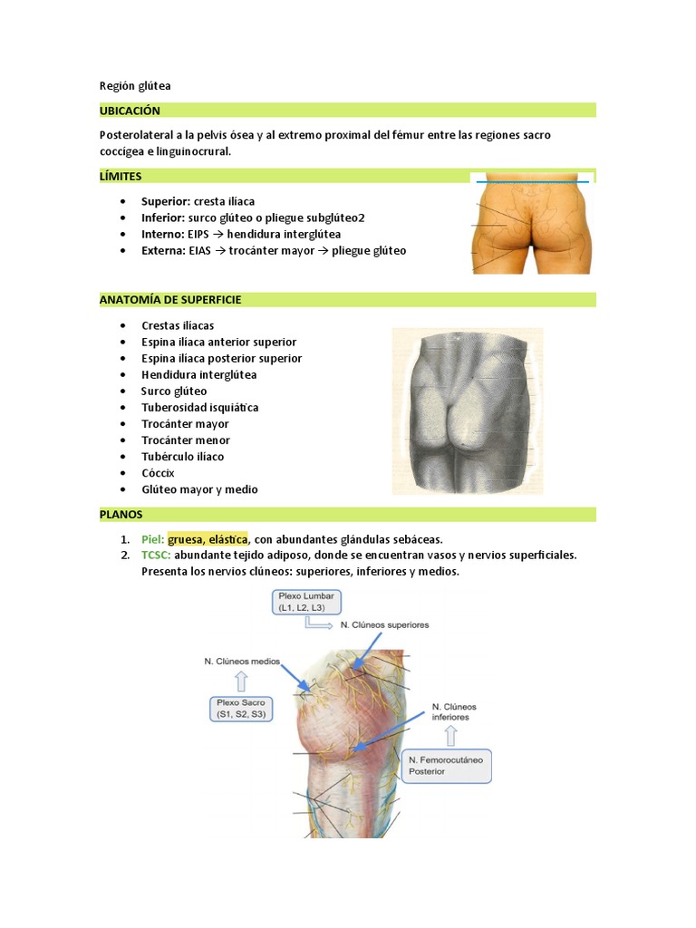 Anatomía: Región Glútea | PDF | Nalgas | Sistema esquelético, image size:768x1024