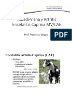 Maedi-Visna y Artritis Encefalitis Caprina CAE