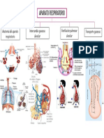 aparato respiratorio