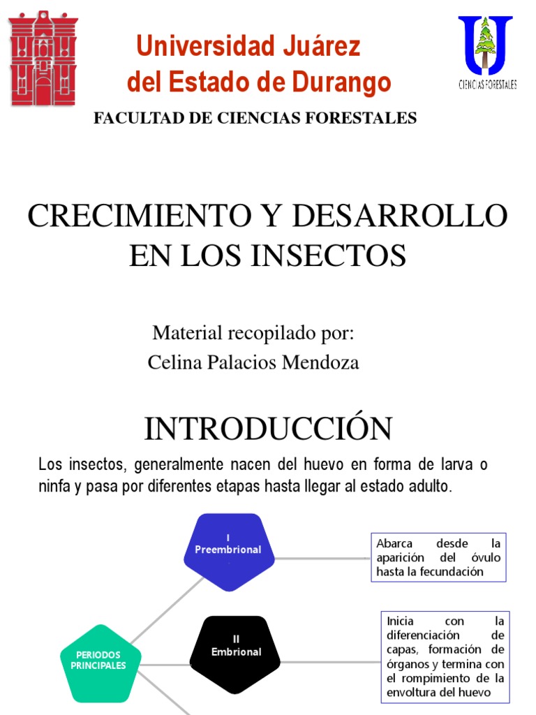 Crecimiento y Metamorfosis de Insectos | PDF | Insectos | Artrópodos
