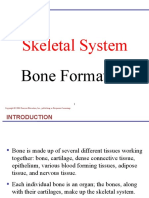 Bone Formation and Development