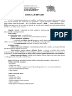 Roteiro Sistema Urinário Aula Prática e - Aula 2020