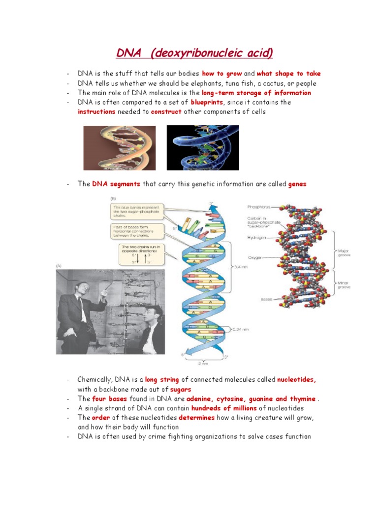 Understanding DNA: Structure and Function | PDF