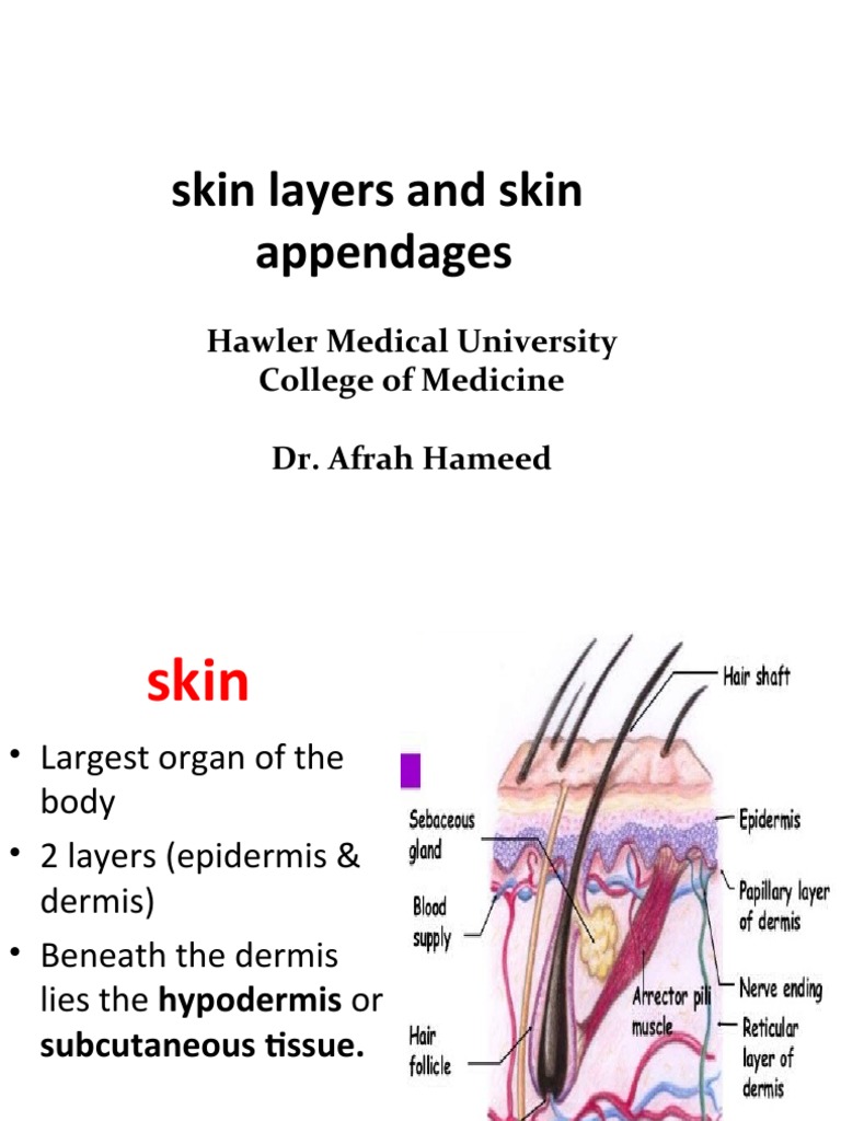 Skin Structure and Appendages Overview | PDF | Epidermis | Skin