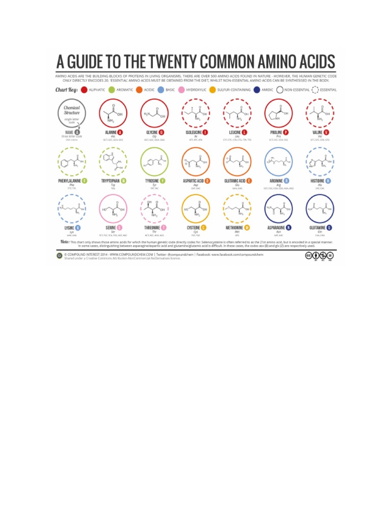Common Amino Acids | PDF