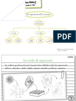 Resumen Tema 1 La Organización Del Ser Humano