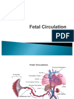 Fetal Circulation Changes at Birth