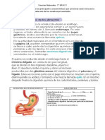 5° Bás.caracteristicas Estructuras Del Sist. Digestivo