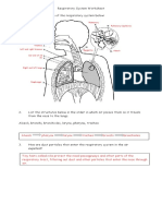 Respiratory System Worksheet