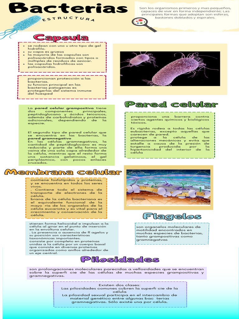Estructura y Clasificación de Bacterias | PDF | Biología Celular) | Las ...