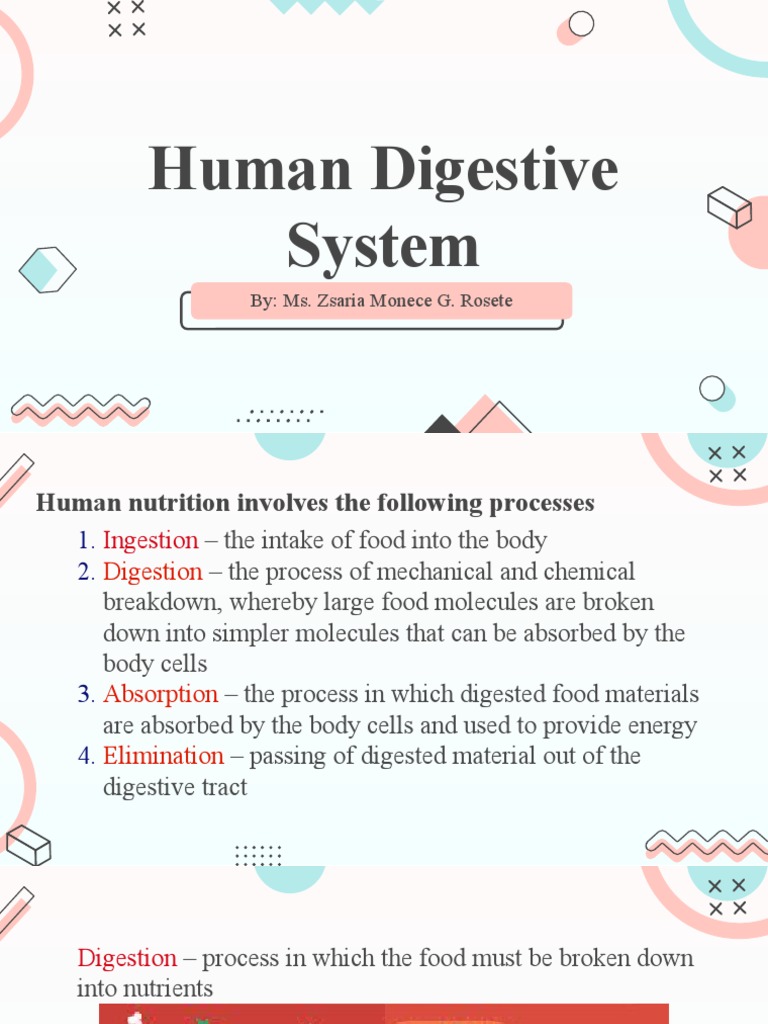 Overview of the Human Digestive System | PDF