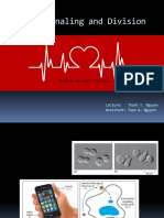 Cell Division - Signaling