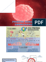 Desarrollo embrionario de la primera a la tercera semana