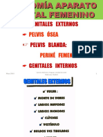 Anatomía Aparato Genital Femenino