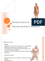 Sistema Muscular