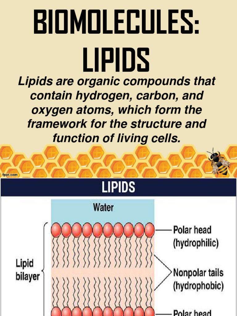 Lipids PDF Wax Lipid