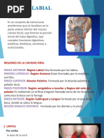 Anatomía y Función de la Región Labial | PDF | Labio | Anatomía humana