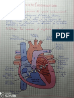 Aparato Cardicirculatorio