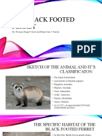 The Black Footed Ferret Science