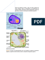 MAPA Mental de Micologia Resumen