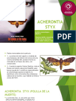 Acherontia Styx (Polilla de La Muerte)