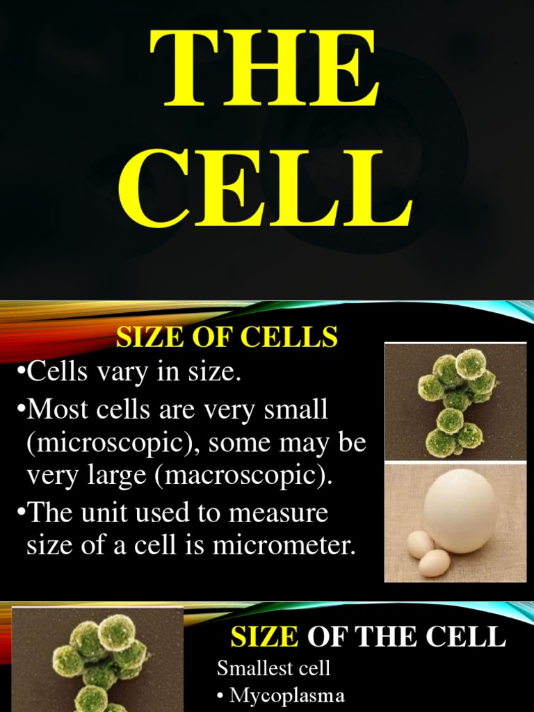 Cell Structure and Size Overview | PDF | Endoplasmic Reticulum | Cell ...