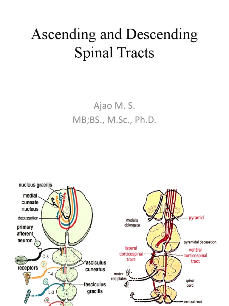 Ascending and Descending Spinal Tracts 2016 | PDF | Spinal Cord