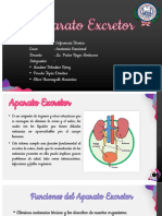 Aparato Excretor Presentación