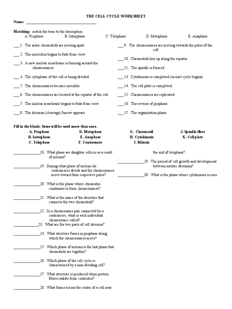 The Cell Cycle Worksheet With Answers PDF Mitosis Cell Biology