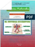 Actividad #4 CCNN 10mo Sistema Excretor