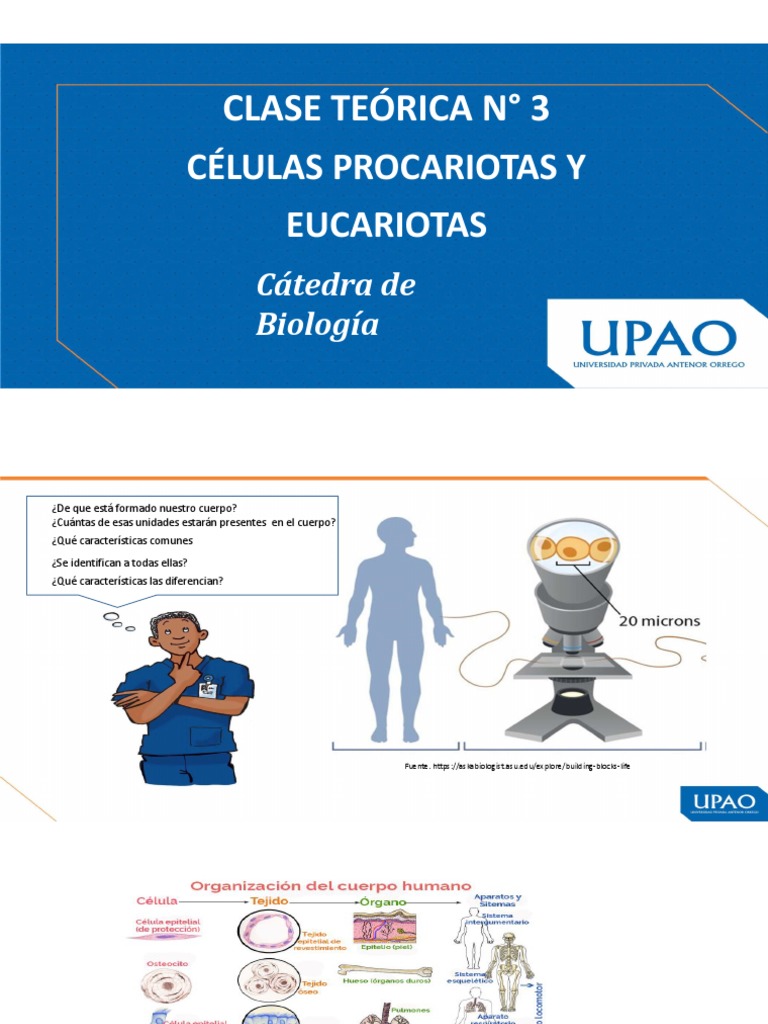 Comparativa de Células Procariotas y Eucariotas | PDF | Biología ...