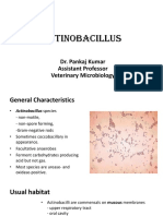 Actiobacillus