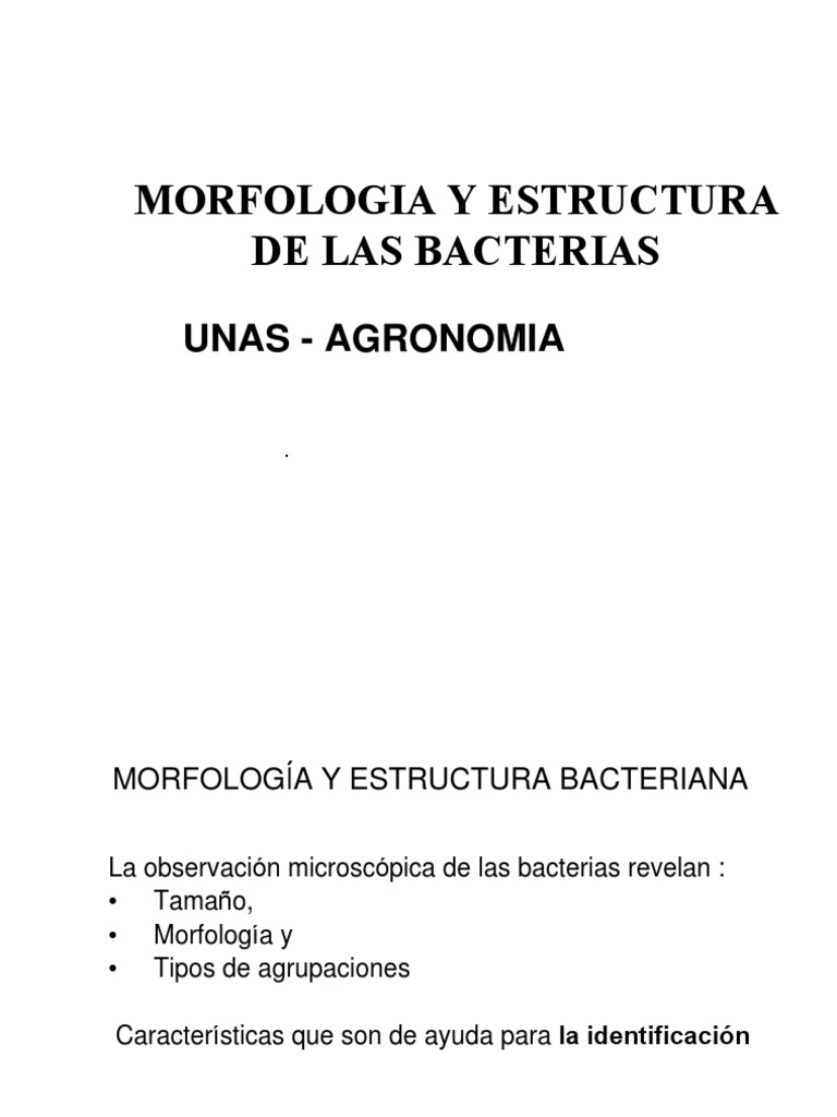 Morfología y Estructura Bacteriana | PDF | Las bacterias | Plásmido