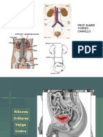 Sistema urinario: riñones, ureteres, vejiga y uretra