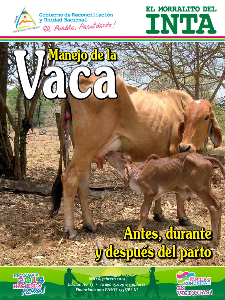 Manejo de la Vaca en el Parto | PDF | Vacas | Parto