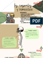 Cavidades Corporales y Homeostasis DIAPOSITIVA