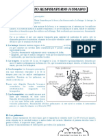 Sistema Respiratorio Humano.