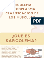 Sarcolema - Sarcoplasma