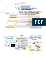 16 Citoesqueleto - Diagrama