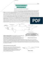 Odontaspididae 1.en - PT