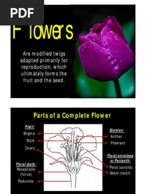 Flowers Lab [Compatibility Mode]
