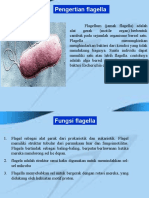 Biologi Flagella