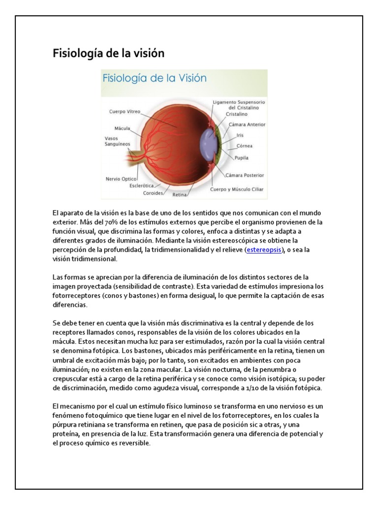 Fisiología De La Visión Pdf Ojo Humano Percepción Visual