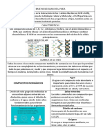 Base Molecular de La Vida